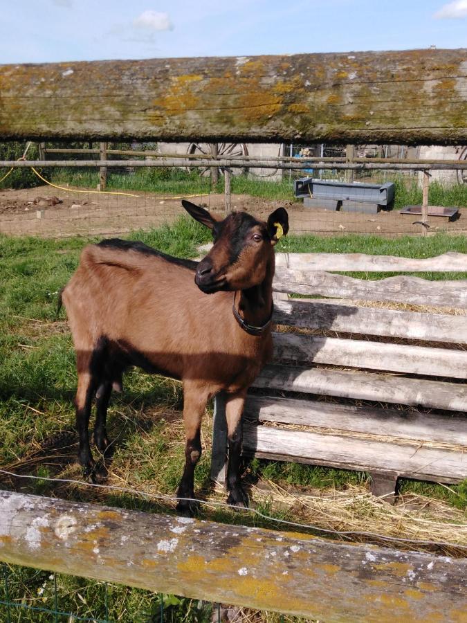 La Mini Ferme De Maelou Villa Sermaises Luaran gambar